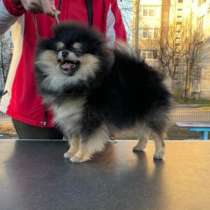 Померанский шпиц. Black tan. Мелкий стандарт, в г.Лейпциг