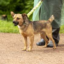 Маленький ручной пёсик, в Санкт-Петербурге