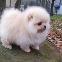 Pomeranian spitz. Mini girl, в г.Штольберг