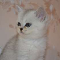 Серебристая шиншилла, котики и кошечки, в г.Прага
