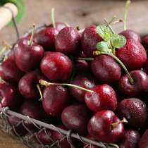 Крупномеры вишни от производителя, в Москве