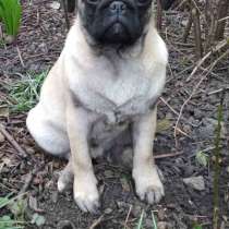Мопс, в г.Везенберг