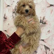 Мальтипу F - 1. Мелкий стандарт, в г.Бремен