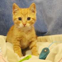 Маленький рыжий котенок, в Санкт-Петербурге