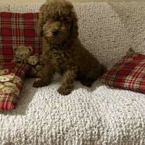 Пудель той - миниатюра. Red brown, в г.Кёльн