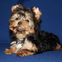 Девочка Йоркширского терьера. Мелкий стандарт. Беби фейс, в Москве