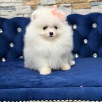 Pomeranian spitz. Cream girl, в г.Гамбург