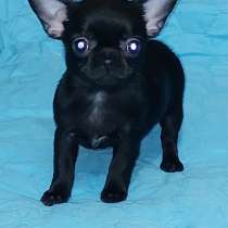 Чихуахуа. Мелкий стандарт, в г.Блискастель