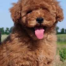 Мальтипу, в г.Ringsberg