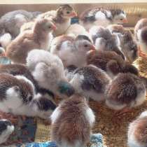 Цесарята серо-крапчатые, в Санкт-Петербурге