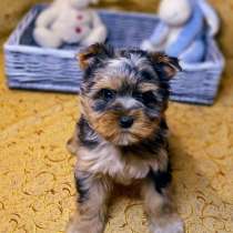 Йоркширский терьер. Эксклюзив! Color tweed merle tan, в г.Берлин