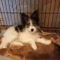 Щенок игрушечной внешности, в Санкт-Петербурге