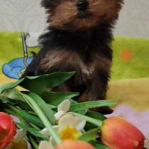 Мини девочка йоркширский терьер. С документами клуба, в г.Париж