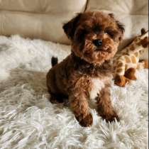 Maltipoo. Boy, в г.Мюнхен