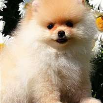 Померанский шпиц, в г.Лейпциг