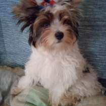 Biewer-Yorksihire terrer, в г.Афины