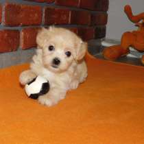 Мальтипу F - 1, в г.Гамбург