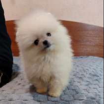 Pomeranian Spitz. Mini, в г.Гольдберг