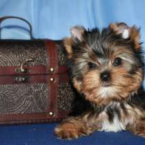 Щенки Йоркширского терьера. Стандартный мальчик беби-фейс, в Москве
