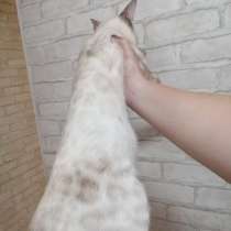 Бенгальский котик, в Москве