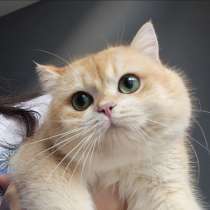 GOLDEN BRITISH MALE. BRI NY12, в г.Стамбул
