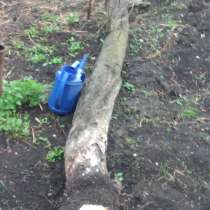 Яблоня на дрова, в Тамбове