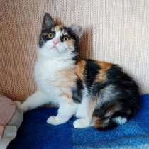 Милый комочек счастья, в Санкт-Петербурге