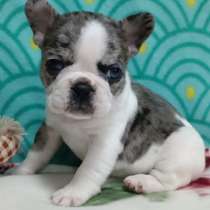 Французский бульдог. Dark merle. Blue eye, в г.Берлин