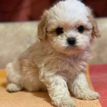 Мальтипу F - 1, в г.Мариенберг