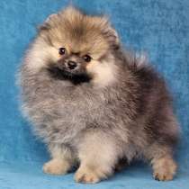 Померанский шпиц, в г.Берлин