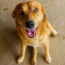 Прекрасный милый мальчишка Рыжик в самые добрые руки!, в Москве