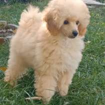 Toy puddle apricot, в г.Бремен