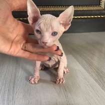 Бронь канадский сфинкс, в г.Париж