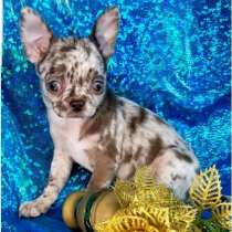 Чихуахуа. Lilac merle, в г.Франкфурт-на-Майне