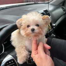 Maltipu, в г.Будапешт