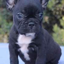 Французский бульдог, в г.Хаслебен