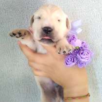 Щенки золотистого ретривера!Голден ретривер!, в г.Калиновка