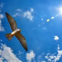 Натяжные потолки, в г.Шымкент