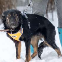 Спасите Цезаря от приюта, в Москве