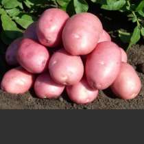 Картошка семенная, в Красноярске