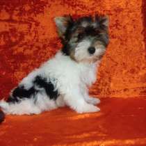 Бивер йорк, в г.Берлин