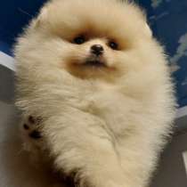 Померанский шпиц. Cream girl, в г.Хаслебен