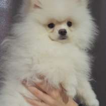 Продам померанский шпицы, в г.Стамбул