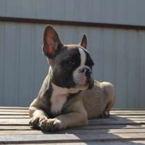 Французский бульдог. Boy. Fawn sable, в г.Freyburg