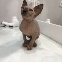 Канадский сфинкс, в г.Париж