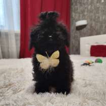 Maltipoo. Black mini boy, в г.Гамбург