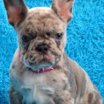 Французский бульдог, в г.Аланья