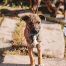 Мартин, в Москве