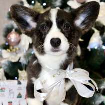 Вельш Корги Кардиган. Триколор, в г.Берлин