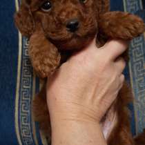 Той пудель, щенки, в г.Прага